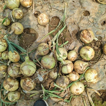 河南黄皮洋葱一手货源基地直发大量供应可视频看货