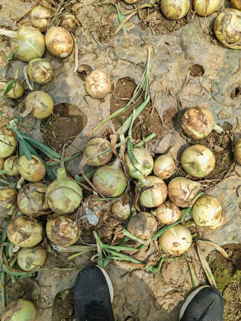 河南黄皮洋葱一手货源基地直发大量供应可视频看货