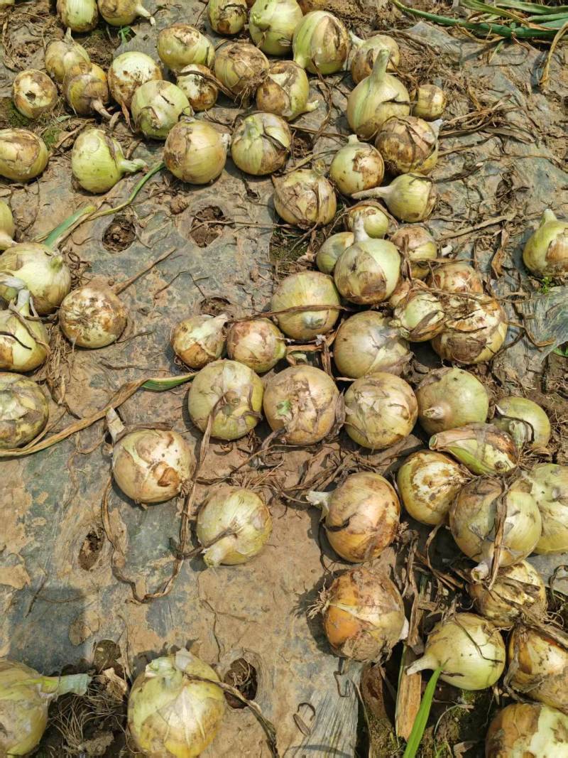 河南黄皮洋葱一手货源基地直发大量供应可视频看货