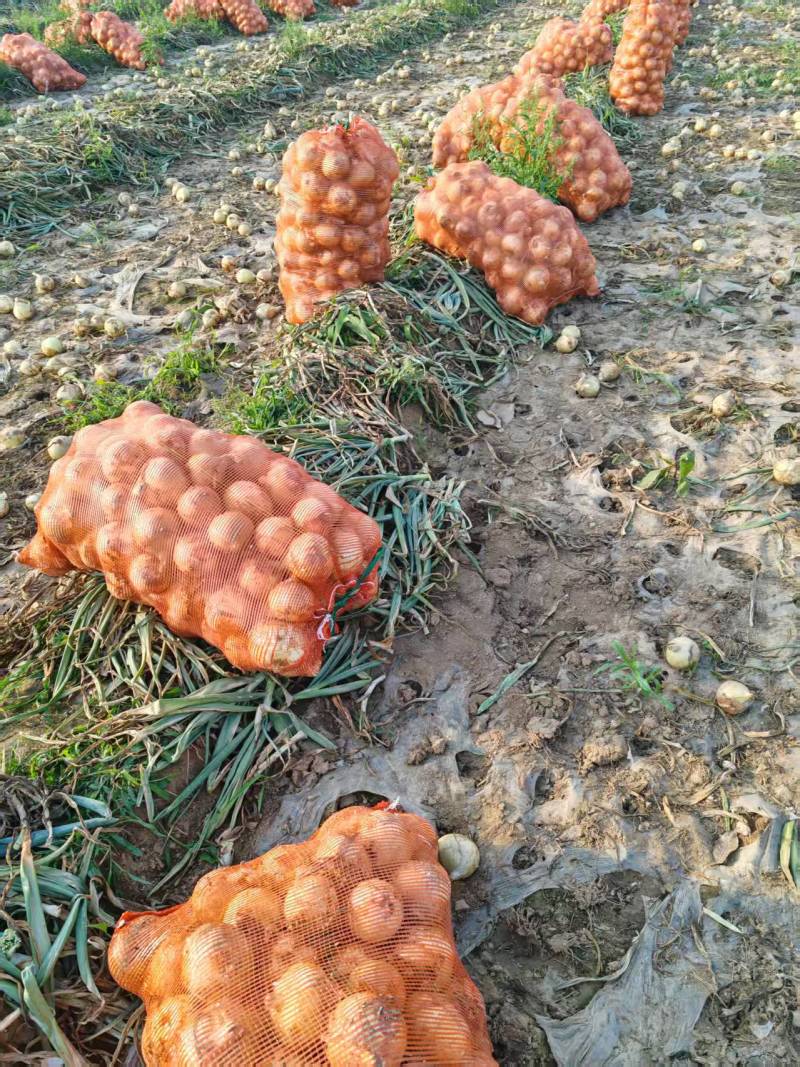 河南黄皮洋葱一手货源基地直发大量供应可视频看货