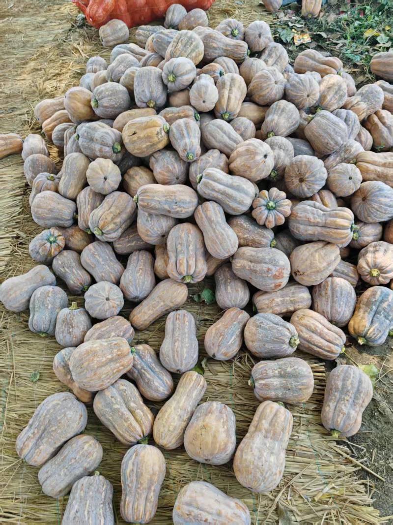 精品金香南瓜花生南瓜对接电商市场商超视频看货