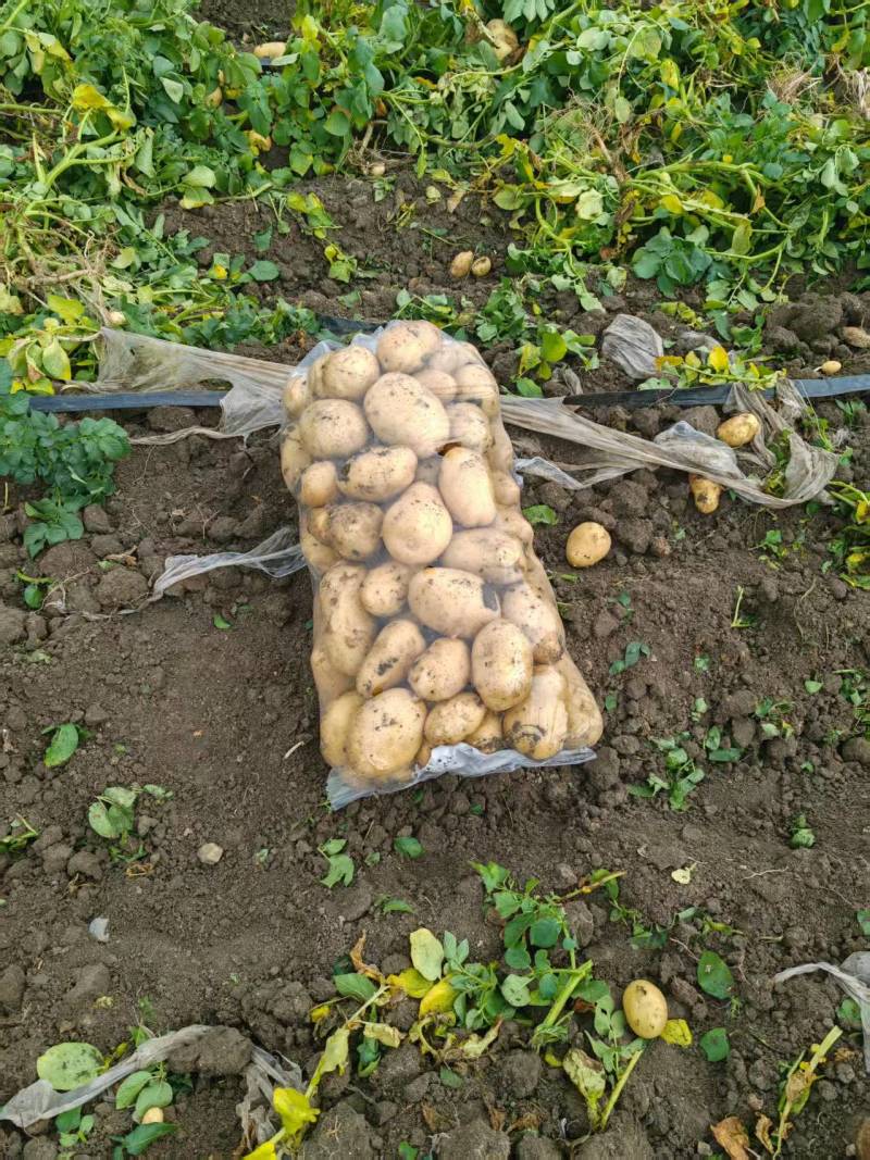 河南土豆的精品黄心土豆对接电商市场商超可视频看货