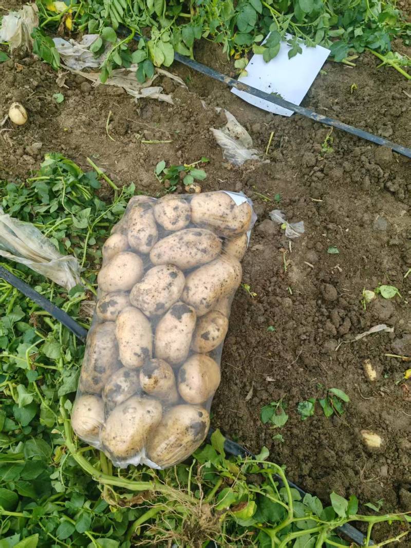 河南土豆的精品黄心土豆对接电商市场商超可视频看货