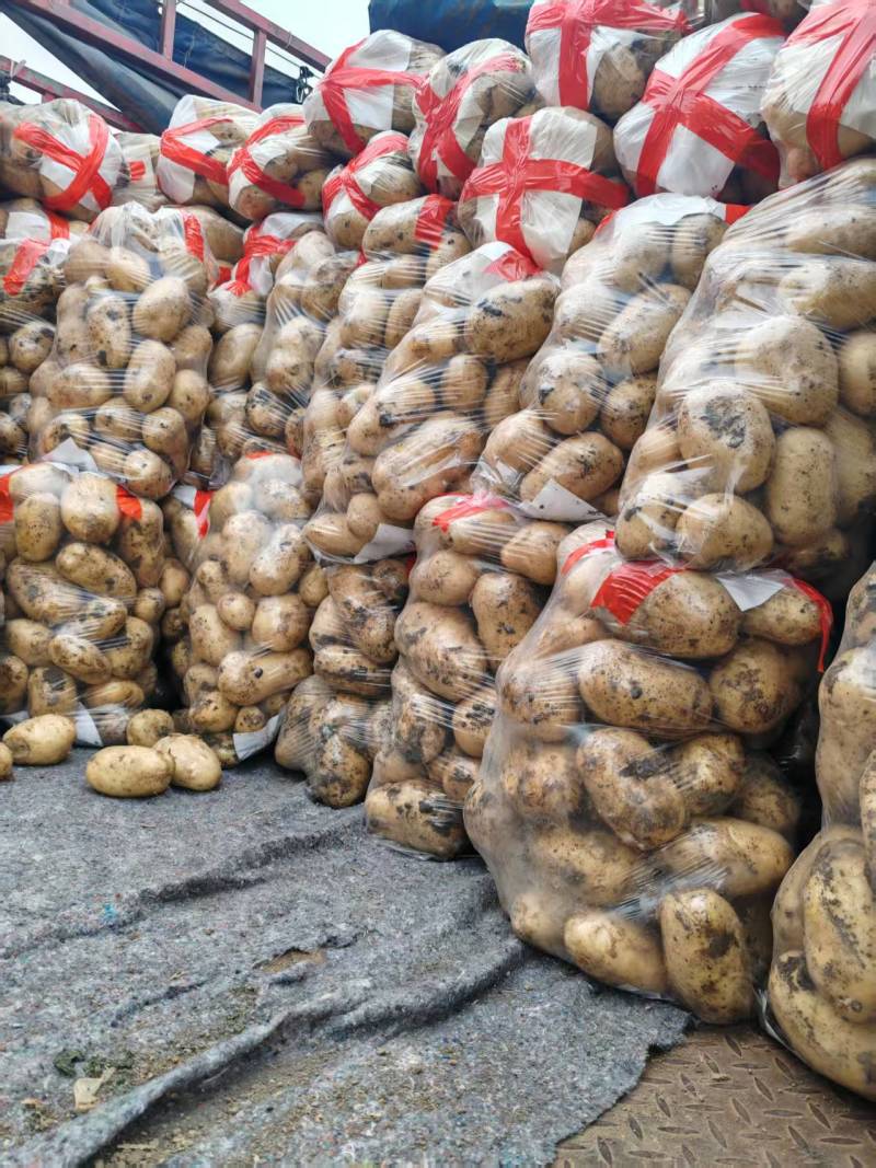 河南土豆的精品黄心土豆对接电商市场商超可视频看货