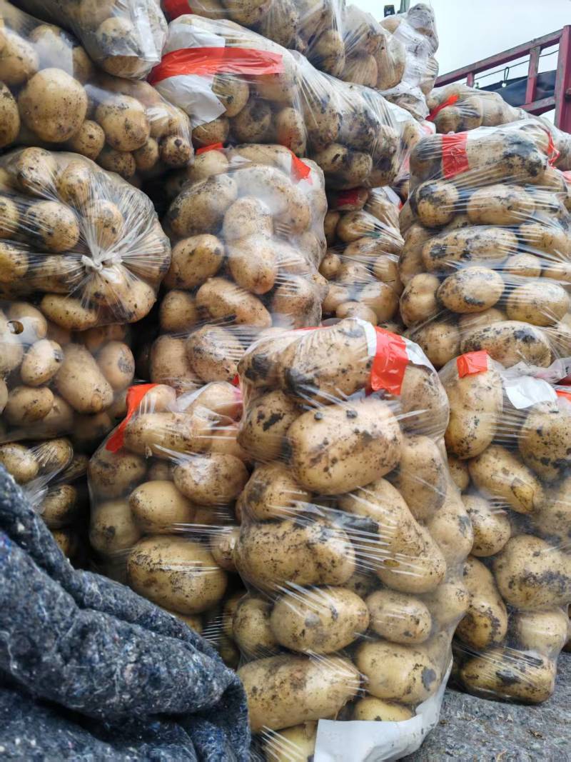 河南土豆的精品黄心土豆对接电商市场商超可视频看货
