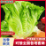 【热销中】生菜意大利生菜量大从优欢迎联系