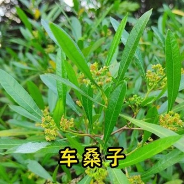车桑子种子