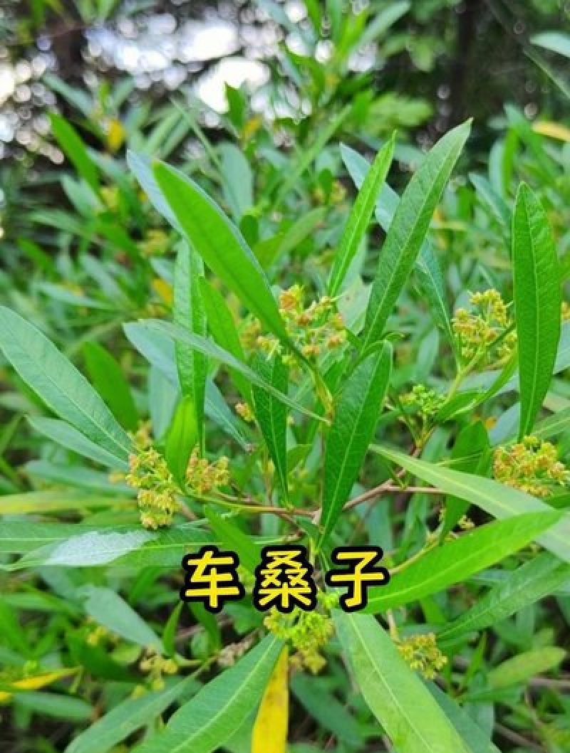 车桑子种子
