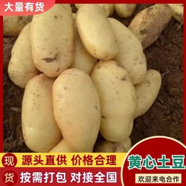 【精选】河北精品黄心土豆品种优良对接全国商超档口量大从优