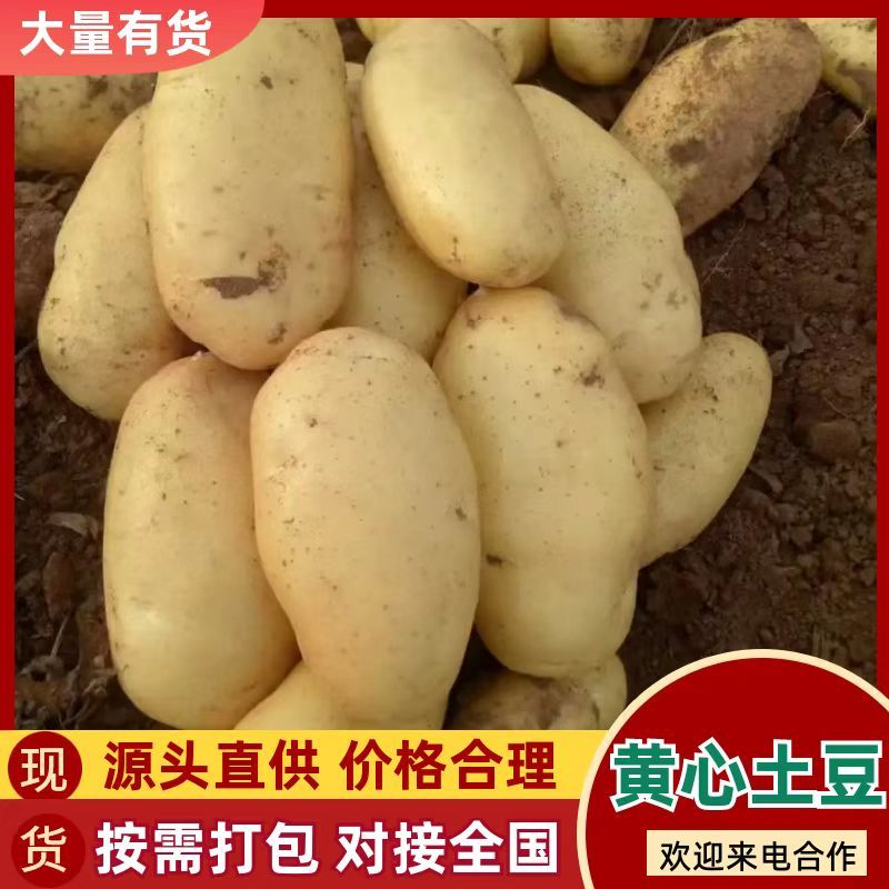 【精选】河北精品黄心土豆品种优良对接全国商超档口量大从优