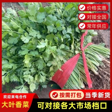 河北精品铁杆青香菜种植基地直发对接商超档口量大从优