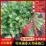 河北精品铁杆青香菜种植基地直发对接商超档口量大从优