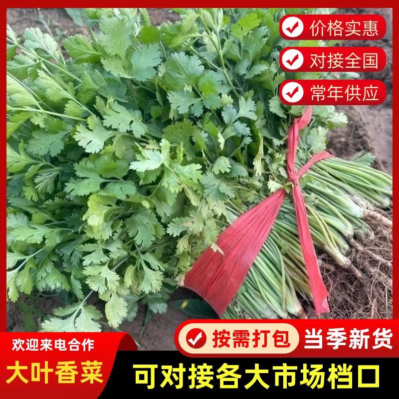 河北精品铁杆青香菜种植基地直发对接商超档口量大从优