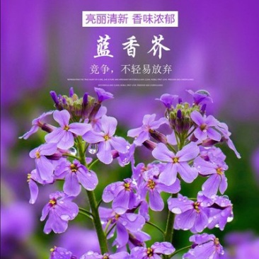 蓝香芥种子二年生种花卉蓝紫色可做花海