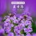 蓝香芥种子二年生种花卉蓝紫色可做花海
