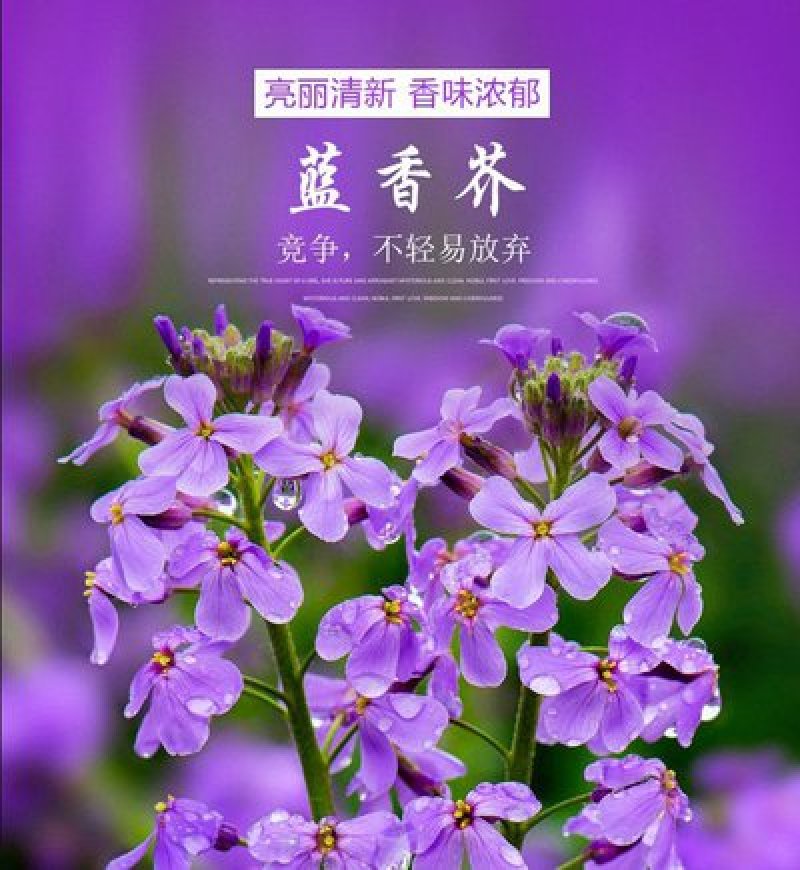 蓝香芥种子二年生种花卉蓝紫色可做花海
