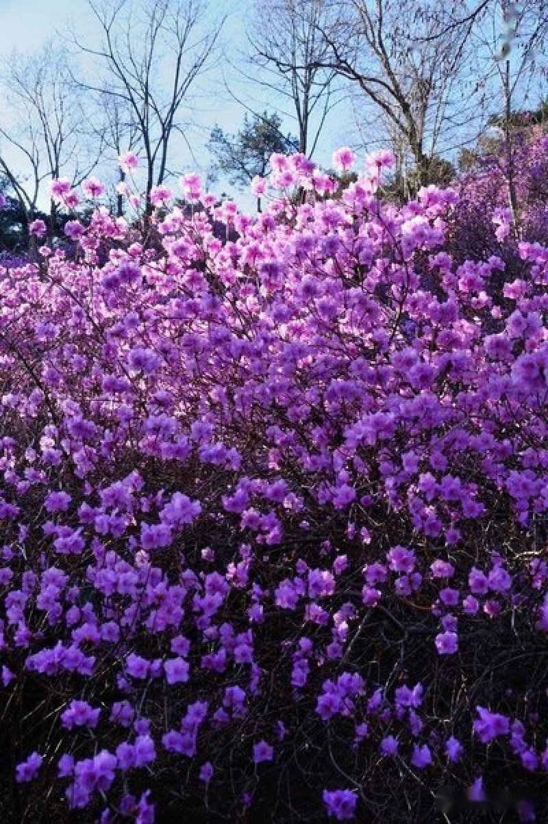 蓝香芥种子二年生种花卉蓝紫色可做花海