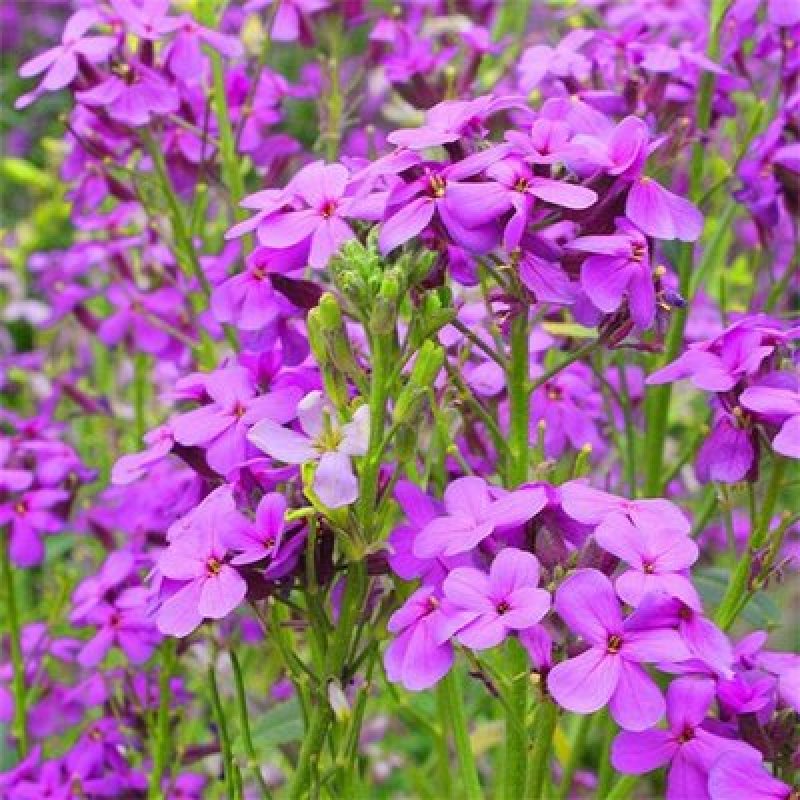 蓝香芥种子二年生种花卉蓝紫色可做花海