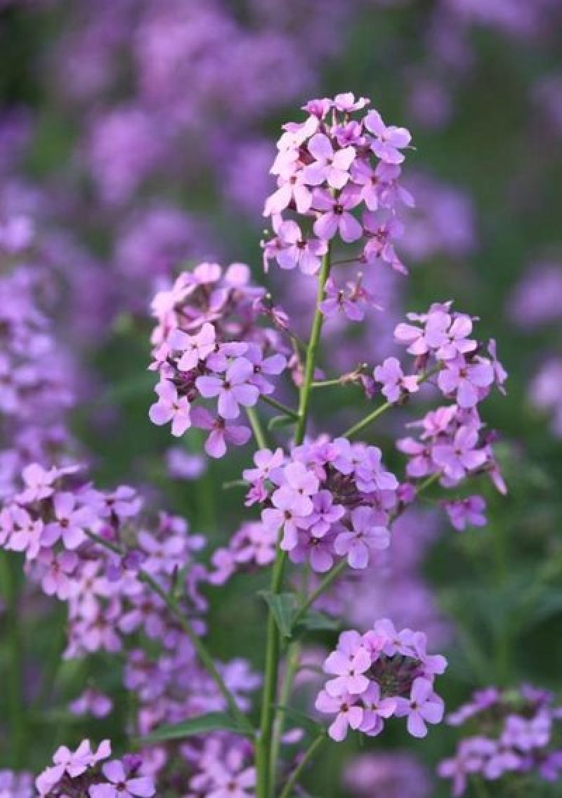 蓝香芥种子二年生种花卉蓝紫色可做花海