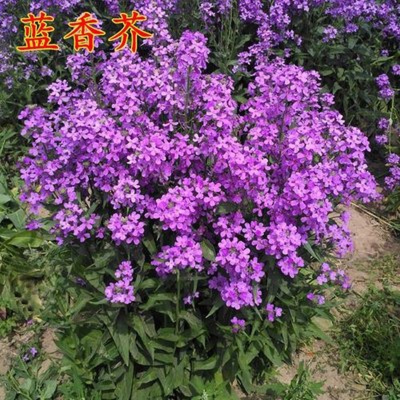 蓝香芥种子二年生种花卉蓝紫色可做花海