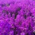 蓝香芥种子二年生种花卉蓝紫色可做花海