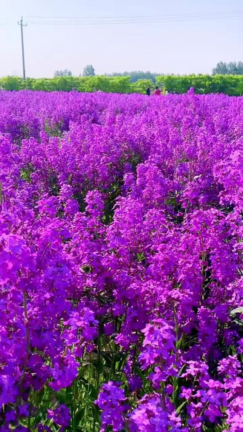 蓝香芥种子二年生种花卉蓝紫色可做花海
