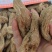 天麻大货价110元/斤