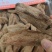 天麻大货价110元/斤