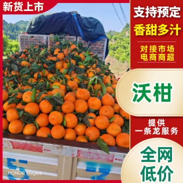 南充精品沃柑，一手货源，量大从优，电联价格可谈，代发全国
