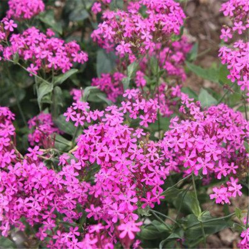高雪伦种子耐寒喜光花坛公园庭院可种