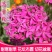 高雪伦种子耐寒喜光花坛公园庭院可种