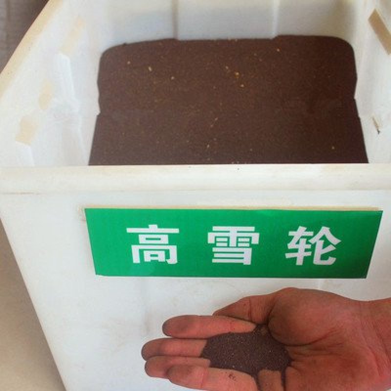 高雪伦种子耐寒喜光花坛公园庭院可种