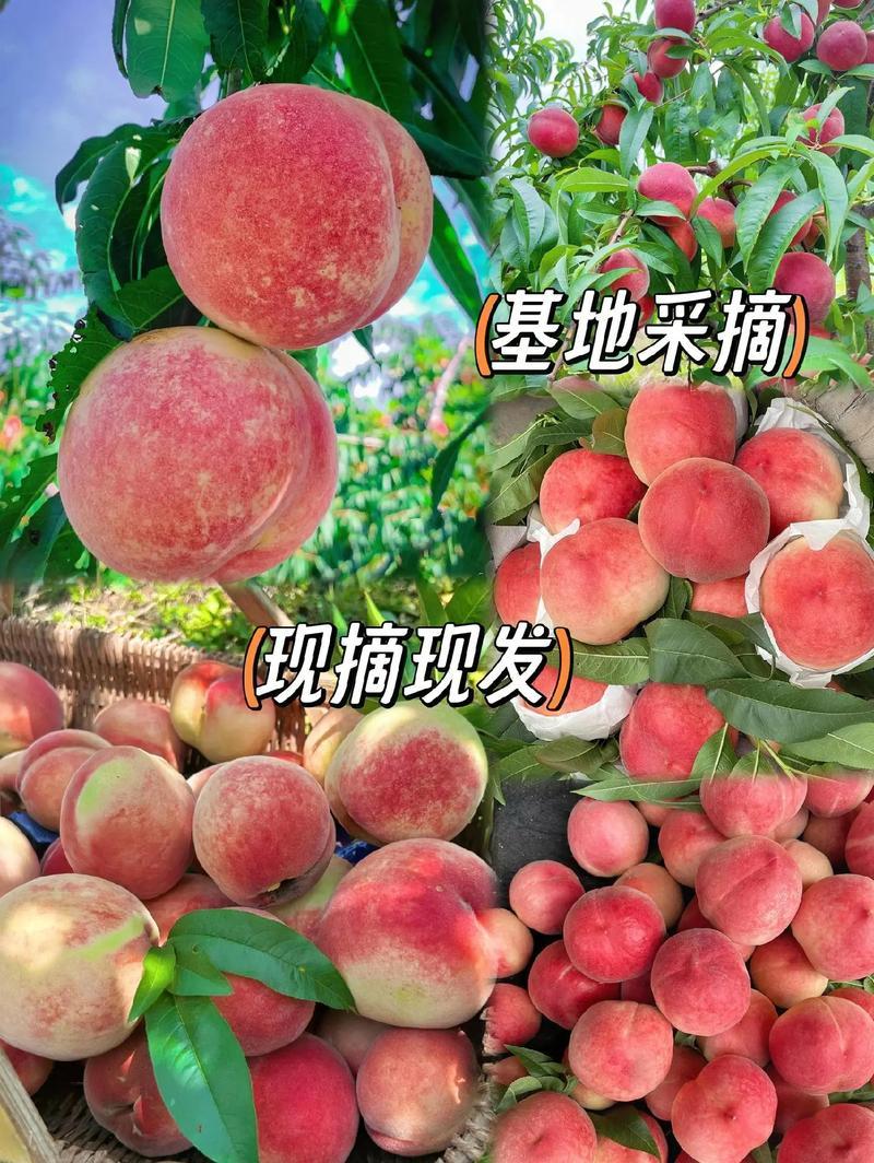 湖北春雪桃基地一手货源对接电商市场商超可视频看货