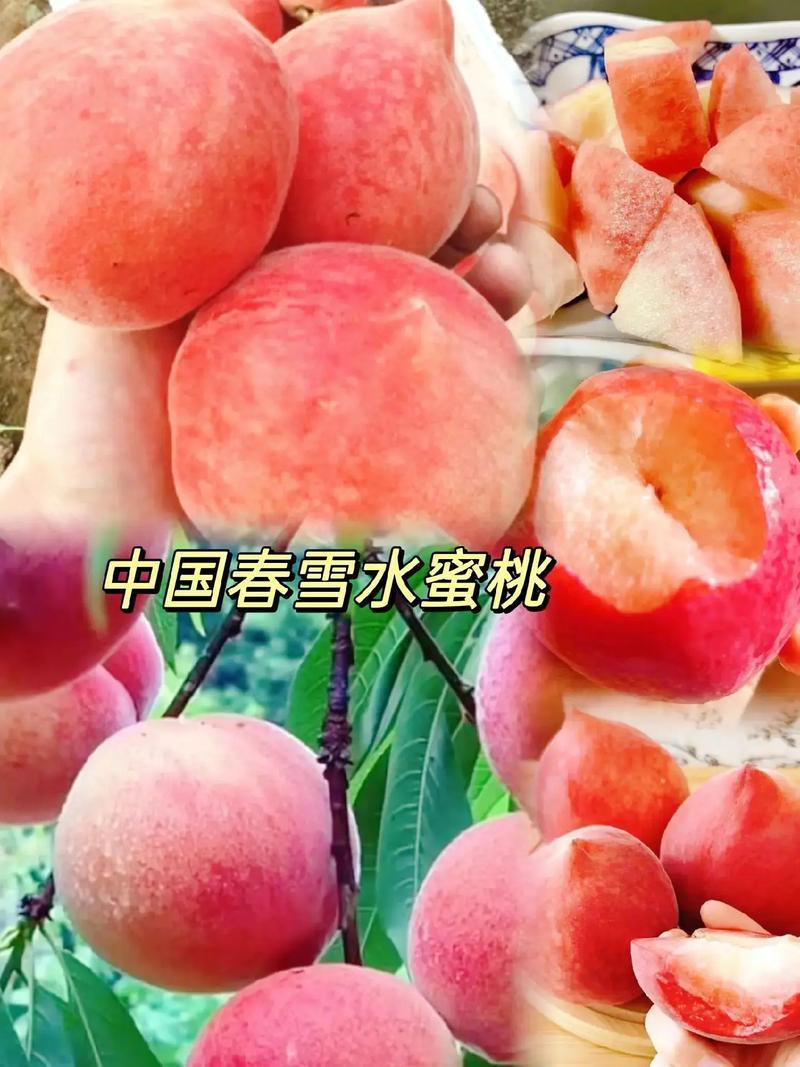 湖北春雪桃基地一手货源对接电商市场商超可视频看货