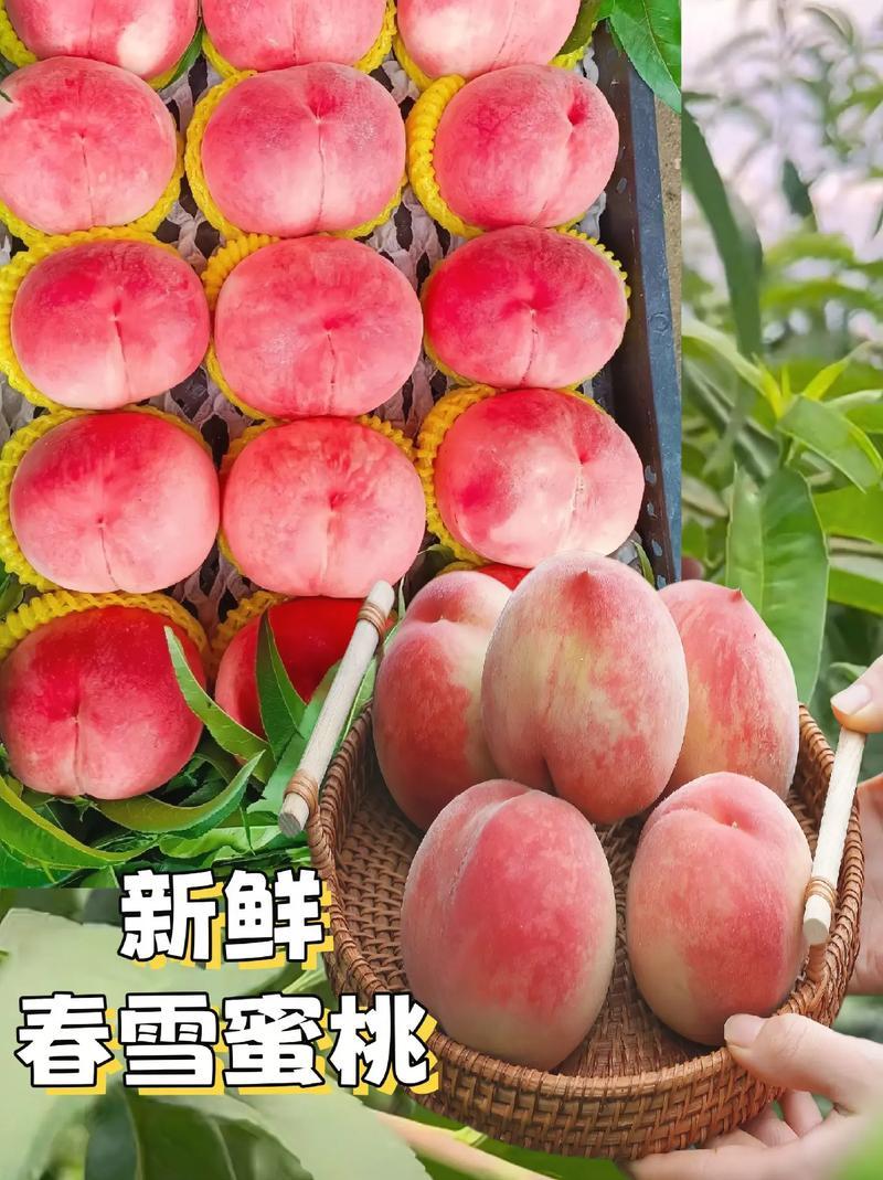 湖北春雪桃基地一手货源对接电商市场商超可视频看货