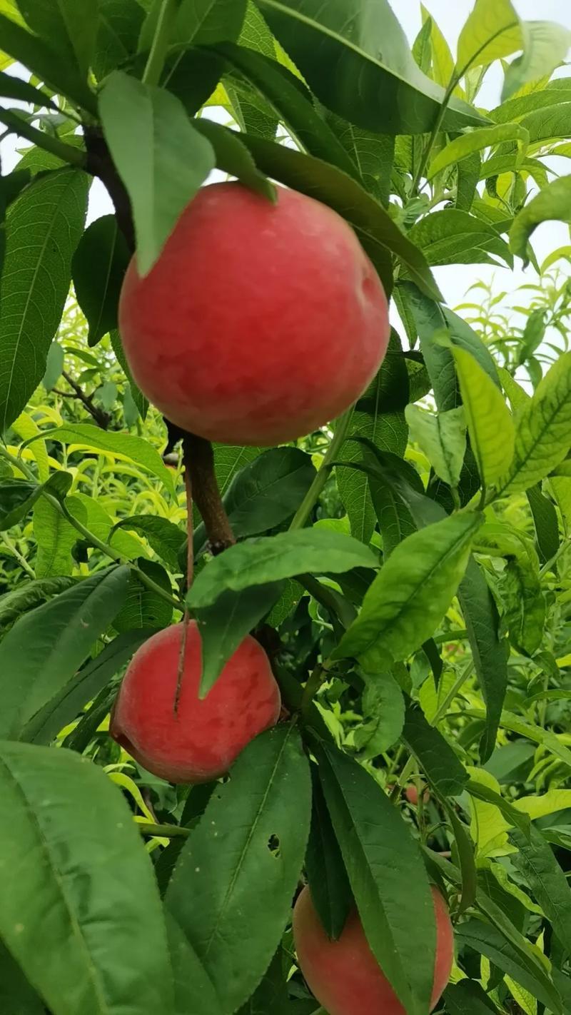 精品推荐湖北突围桃基地一手货源保质保量视频看货