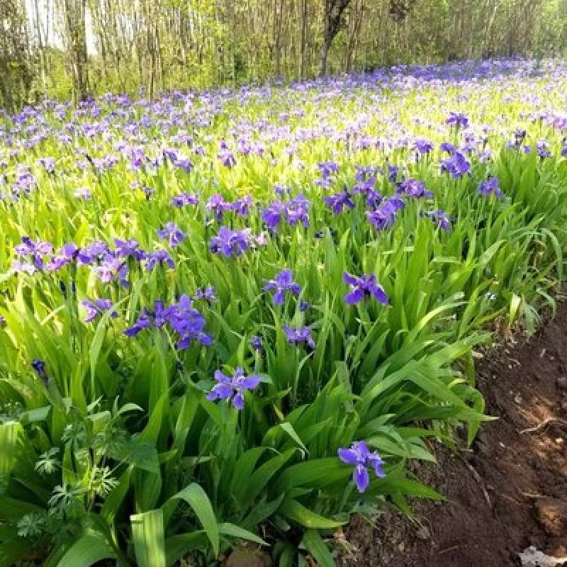 鸢尾种子水边湿地公园花坛家庭庭院种植多年生