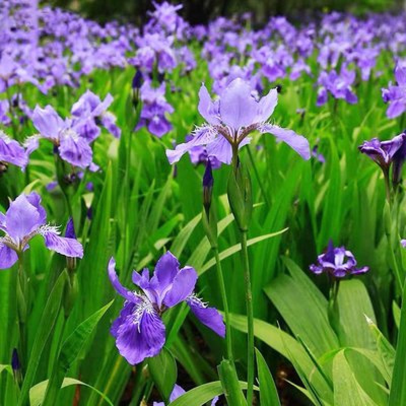 鸢尾种子水边湿地公园花坛家庭庭院种植多年生