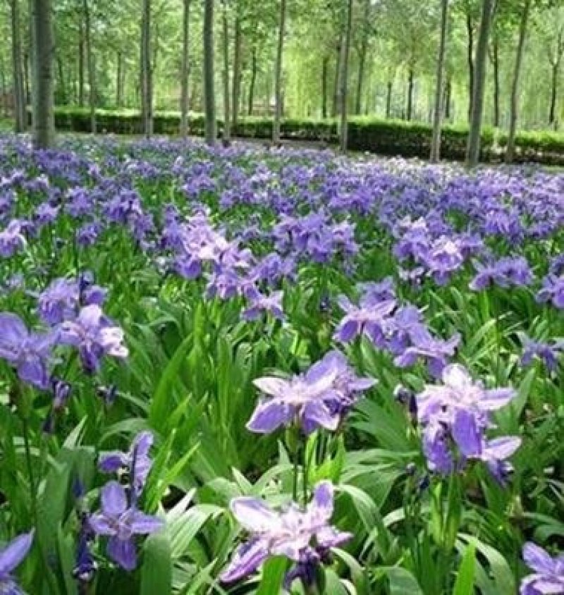 鸢尾种子水边湿地公园花坛家庭庭院种植多年生