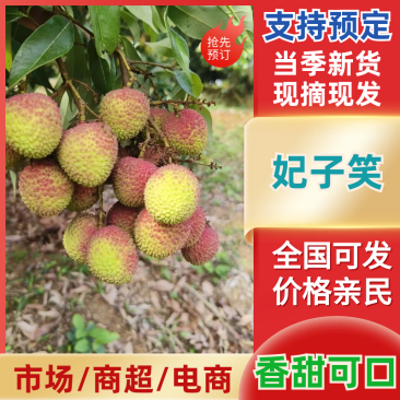 广东荔枝广东茂名市高州妃子笑产地直发保质保量对接全国