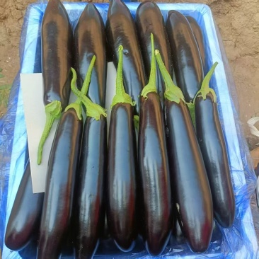 山东茄子长茄绿把长茄，超市，市场批发，电商量大