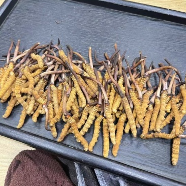 冬虫夏草（断草）