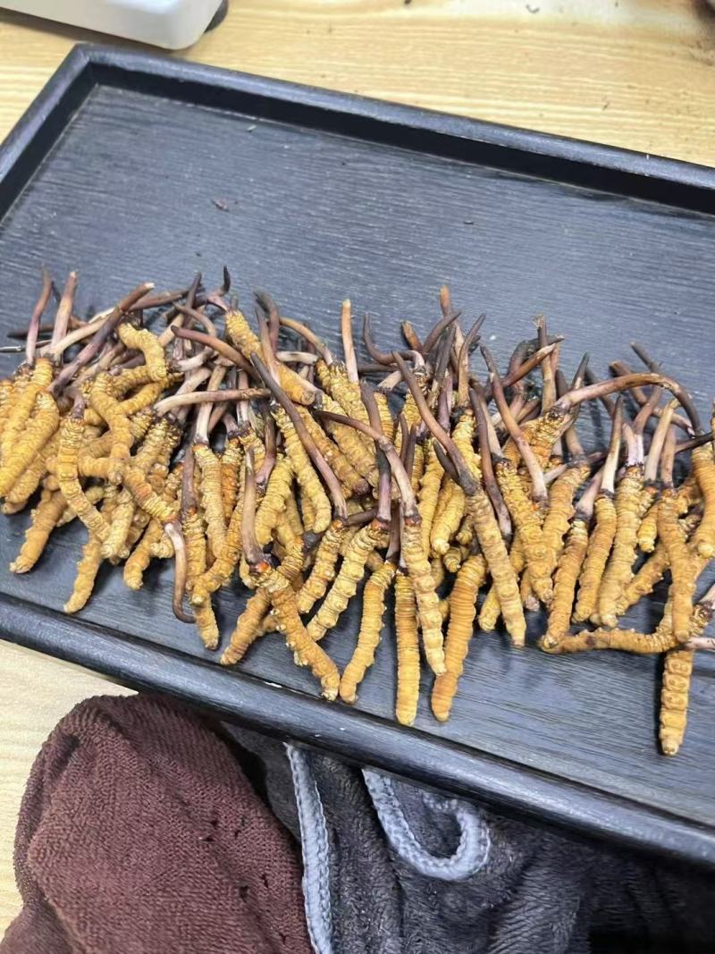 冬虫夏草（断草）