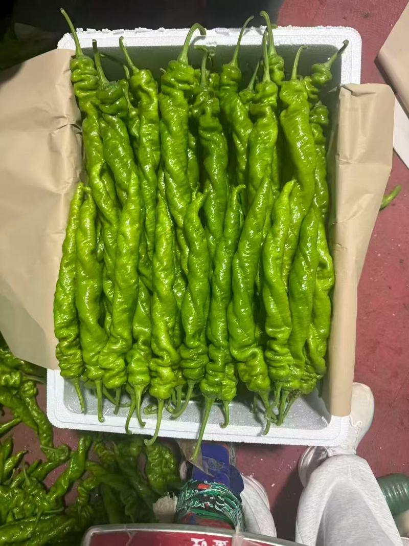 【精品辣椒】螺丝椒，视频看货-对接超市，市场批发，龙椒。
