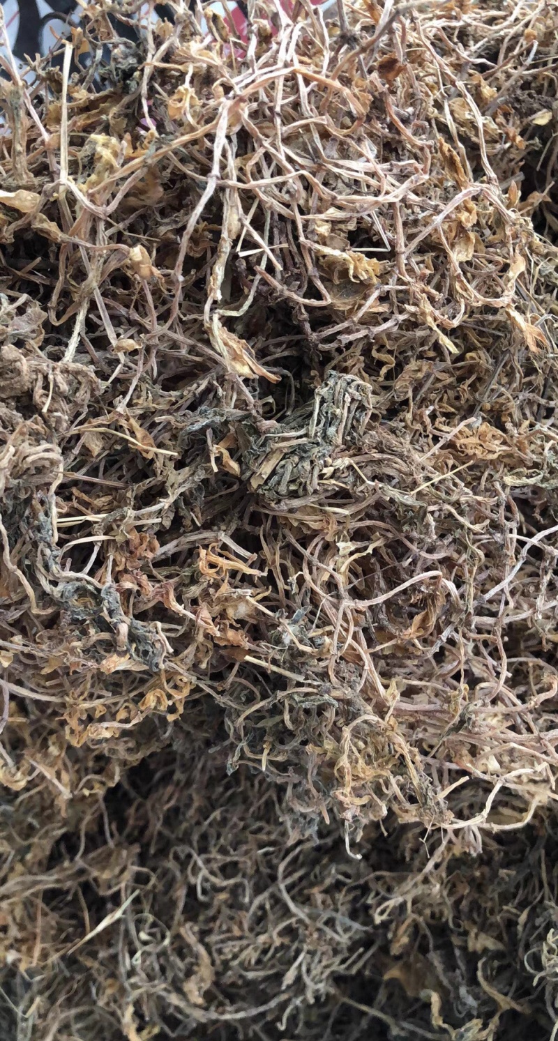 垂盆草大货价10元/斤