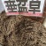 垂盆草大货价10元/斤