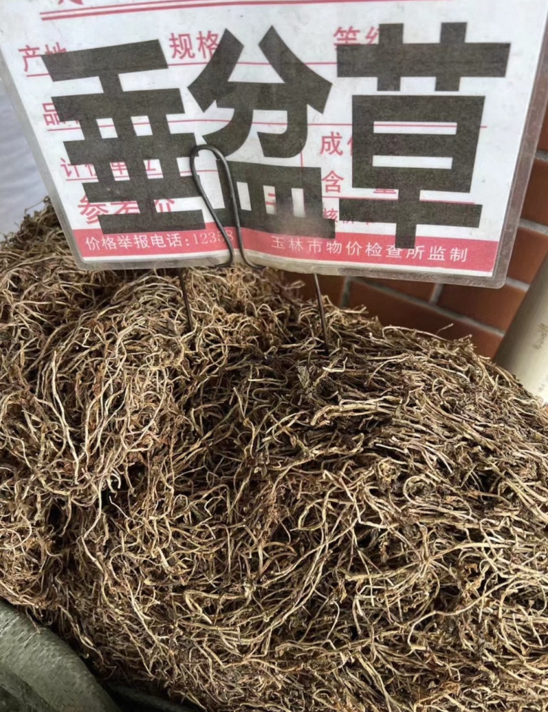 垂盆草大货价10元/斤
