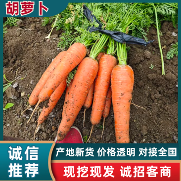 【全国发货】大红胡萝卜各品种齐全价格美丽欢迎选购