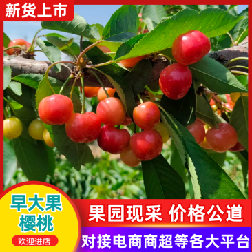 早大果樱桃精品樱桃产地直发量大从优可对接全国客商市场