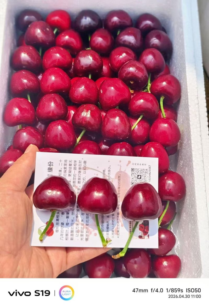 樱桃、山东美早樱桃、大樱桃、大量现货供应、电联价格可谈